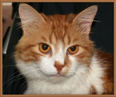ginger cat